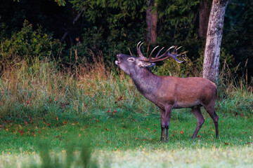 Rothirsch (Cervus elaphus), ungerader 14-Ender © Rolf Müller