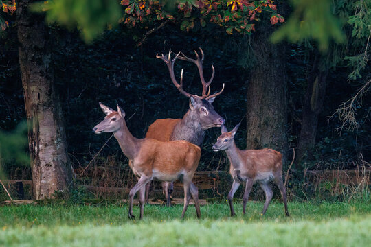Rothirsch (Cervus elaphus), ungerader 14-Ender