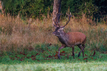 Rothirsch (Cervus elaphus), ungerader 14-Ender