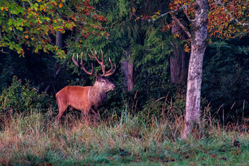 Rothirsch (Cervus elaphus) © Rolf Müller