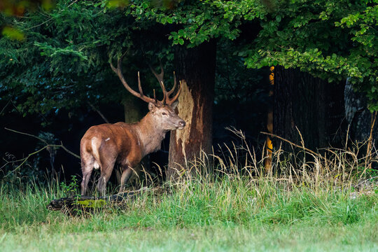 Rothirsch (Cervus elaphus)
