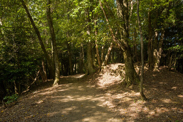 Winding trail beneath tall trees on Mount Daimonji near Kyoto, with warm sunlight highlighting textured earth and casting gentle shadows across the forest floor. © Florent