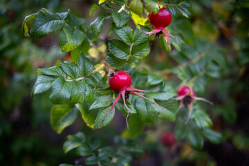 Dog rose red fruits on the branch