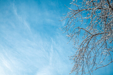 Tree branches covered in pristine white snow and ice reaching across a vibrant clear blue sky with delicate wispy cirrus clouds, portraying a serene cold winter scene outdoors