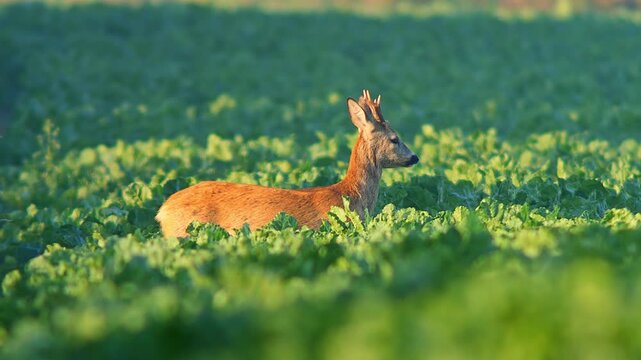 Male Roe Deer (Capreolus capreolus) Feeding at Sunrise on Green Beet Field in Summer Morning &ndash; Regensburg, Bavaria, Germany