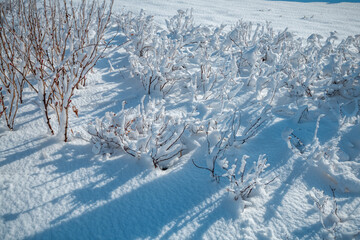 Frosted bushes covered in fresh white snow and ice creating a beautiful scenic winter nature landscape with long dark shadows stretching across the ground under clear blue sky on a cold sunny day
