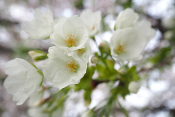 Fototapeta premium 植物 自然 春 花 風景 