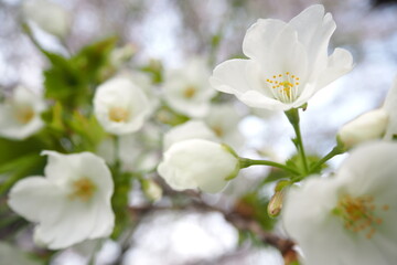 Fototapeta premium 植物 自然 春 花 風景 
