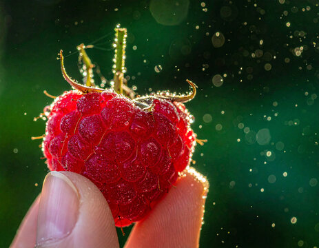 Close-up of a raspberry in macro detail with sparkling water droplets and bokeh