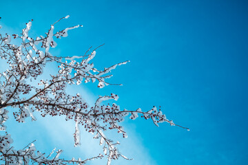Fresh snow dusts bare branches dotted with bright red berries against a clear blue winter sky, evoking crisp, peaceful seasonal calm and vivid natural contrast