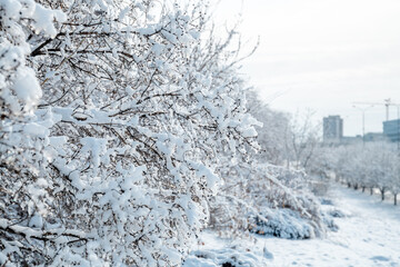 Snow covered branches with small dark berries highlight the serene beauty of a crisp winter day, contrasting with the blurred city skyline in the cold background