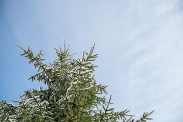 Evergreen fir tree branches covered with fresh white snow, reaching towards a soft blue winter sky, illustrating the serene beauty and resilience of nature during the cold season outdoors