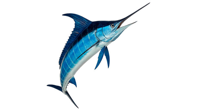 Marlin jumps above the water isolated on transparent background cut out