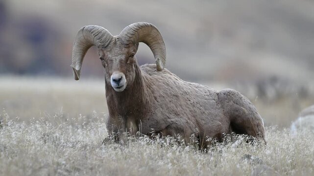 Monarch of Montana Meadows!