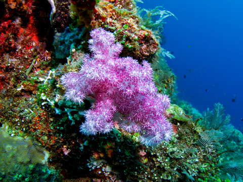 Vibrant Pink Soft Coral on a Colorful Lembeh Reef in Indonesia
