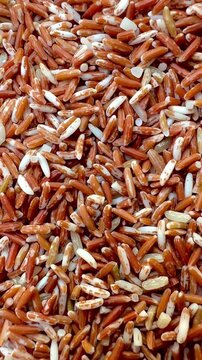 Organic Sangyot brown rice, an indigenous Thai rice variety, is rich in nutrients, fiber, and antioxidants, reflecting the concept of clean food, a healthy lifestyle, and sustainable agriculture 