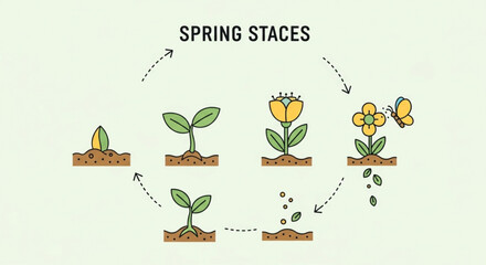 Spring plant growth stages with flowers and butterfly infographic © Muhammad Abubakar