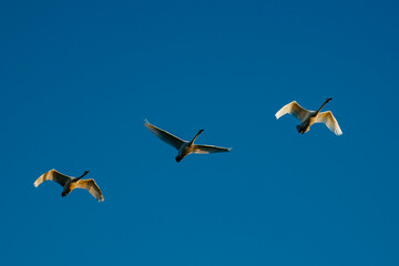 Three swans flying in different poses against clear sky
