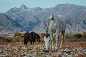 White and black horses grazing with mountains of Kyrgyzstan in background
