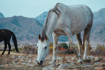 White and black horses grazing with mountains of Kyrgyzstan in background