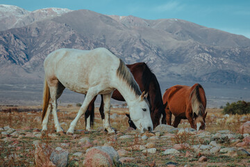 White, brown, and red horses grazing on grass with mountains of Kyrgyzstan in background
