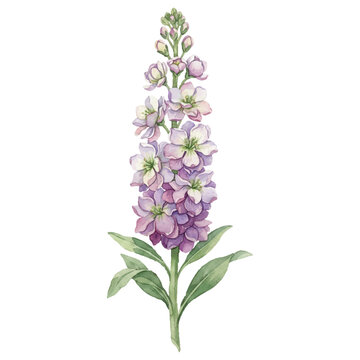 Stock Flower Watercolor Vector Illustration Isolated on White Background, Elegant Vertical Summer Botanical Floral Design
