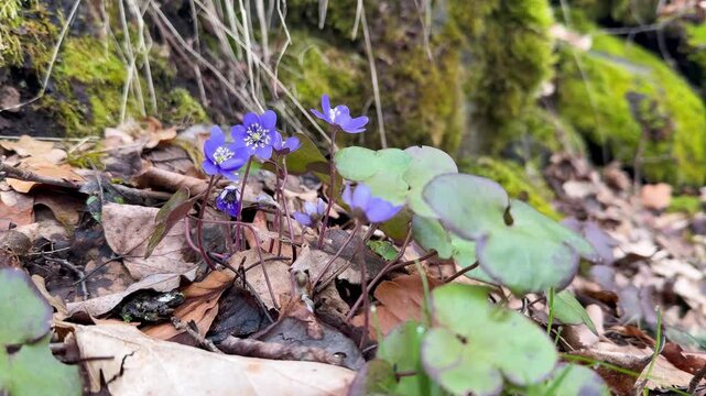 Hepatica flowers in bloom at spring