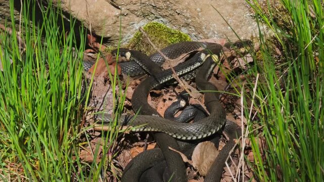 Group of Grass snakes that warm themselves in the spring sun
