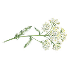 Yarrow Flower Watercolor Vector Botanical Illustration Isolated on White Background  © tripsy