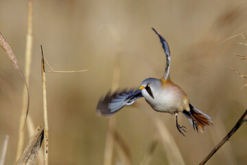 Bartmeise (Panurus biarmicus) M&auml;nnchen
