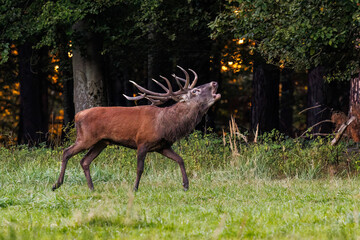 Rothirsch (Cervus elaphus)