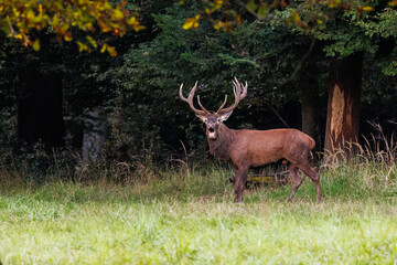 Rothirsch (Cervus elaphus) © Rolf Müller