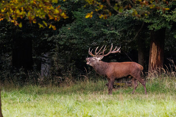 Rothirsch (Cervus elaphus)