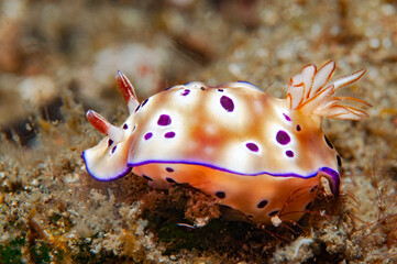 Hypselodoris tryoni nudibranch crawling on sandy seafloor in Lembeh Indonesia