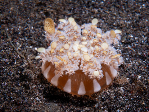 Upside down jellyfish resting on sandy Lembeh Strait seabed