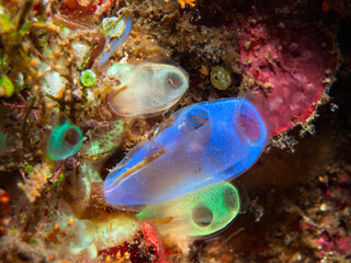 Colorful Rhopalaea Tunicates on Coral Reef in Lembeh Indonesia