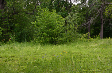 Lush Green Forest Edge with Tall Grass copy space
