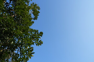 Fototapeta premium A clean and minimal view of a clear blue sky with green tree leaves entering the frame, creating natural copy space. This image is ideal for backgrounds, environmental concepts, nature themes