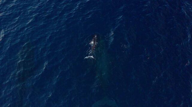 Static aerial whale feeding near surface with krill or fish school in deep blue ocean in Maui Hawaii