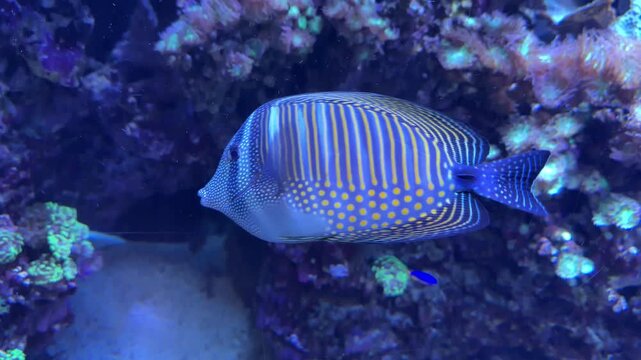 Red Sea Sailfin Tang fish (Zebrasoma desjardinii) in a saltwater reef aquarium.