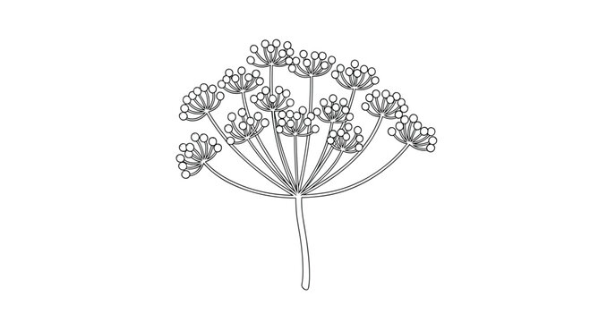 Black and white botanical line drawing of an umbel flower head with many small buds on thin radiating branches.