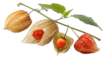 Poisonous Plants Chinese Lanterns or Physalis alkekengi on white or  transparent background