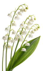 Poisonous Plants Lily of the Valley on transparent background