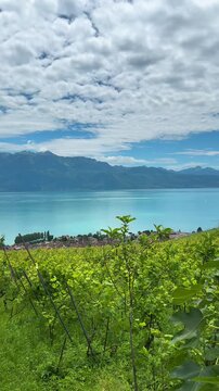 Lake Geneva shore Lavaux vineyards terrace in Switzerland UNESCO World Heritage site