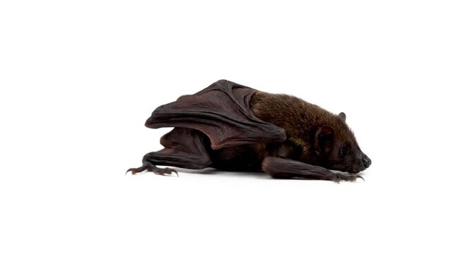 Nipah Virus Outbreak in India Zoonotic Transmission Medical Visualization of Emerging Infectious Disease and Global