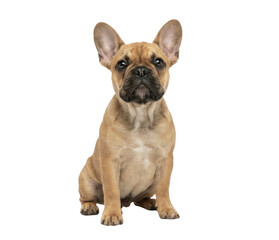 Obraz premium Adorable French Bulldog Puppy Sitting Isolated
