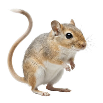 Small Tan and White Gerbil with Long Tail Standing on White Background