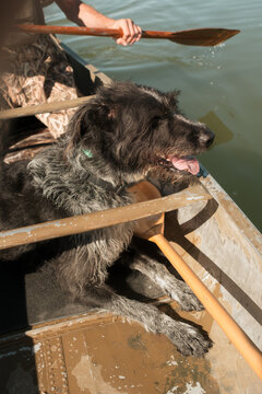 Dog riding in canoe on summer lake oregon