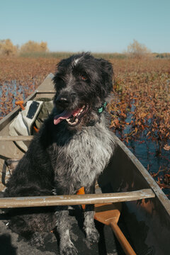 Dog riding in canoe on a lake