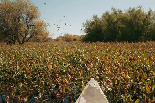 Canoe navigating marshland full of autumn reeds with birds flying